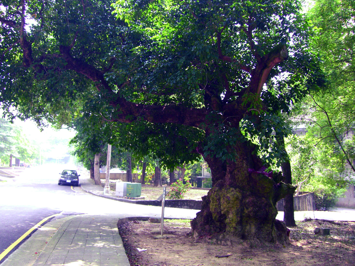 中興新村園林之美 