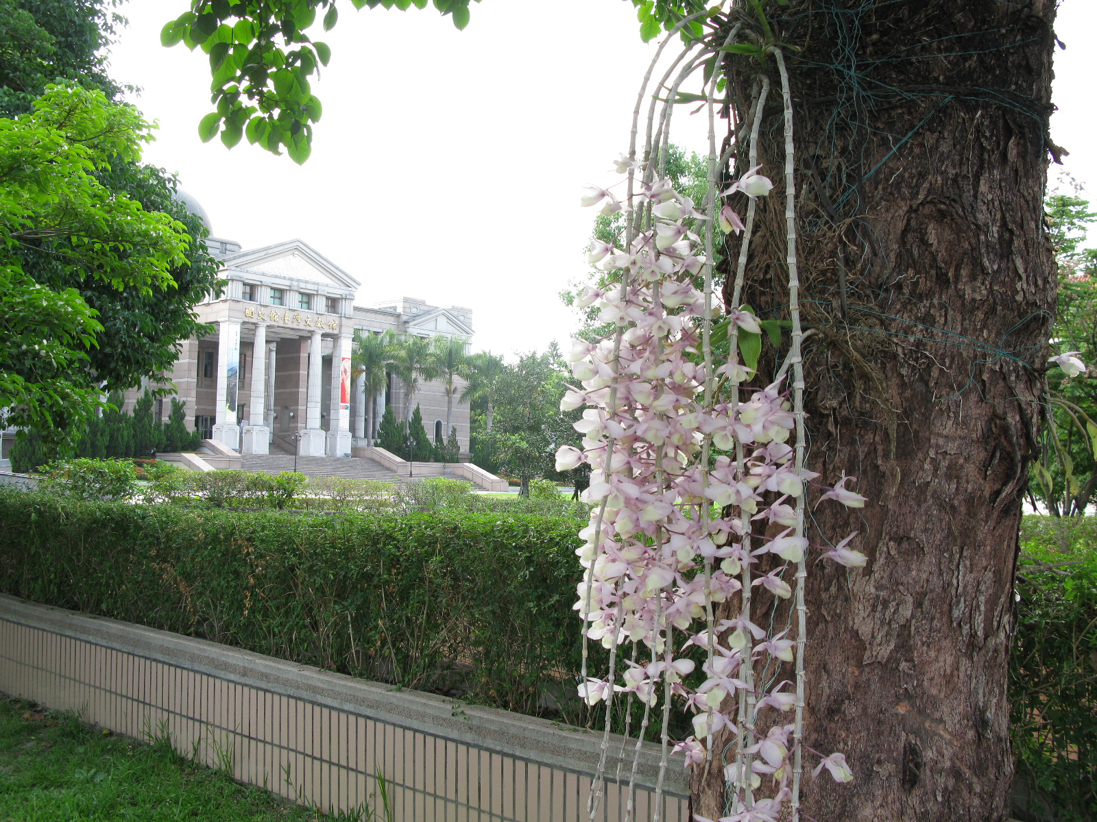 園深不見蘭生處，追逐微風偶得之---文獻館園區蘭花之美