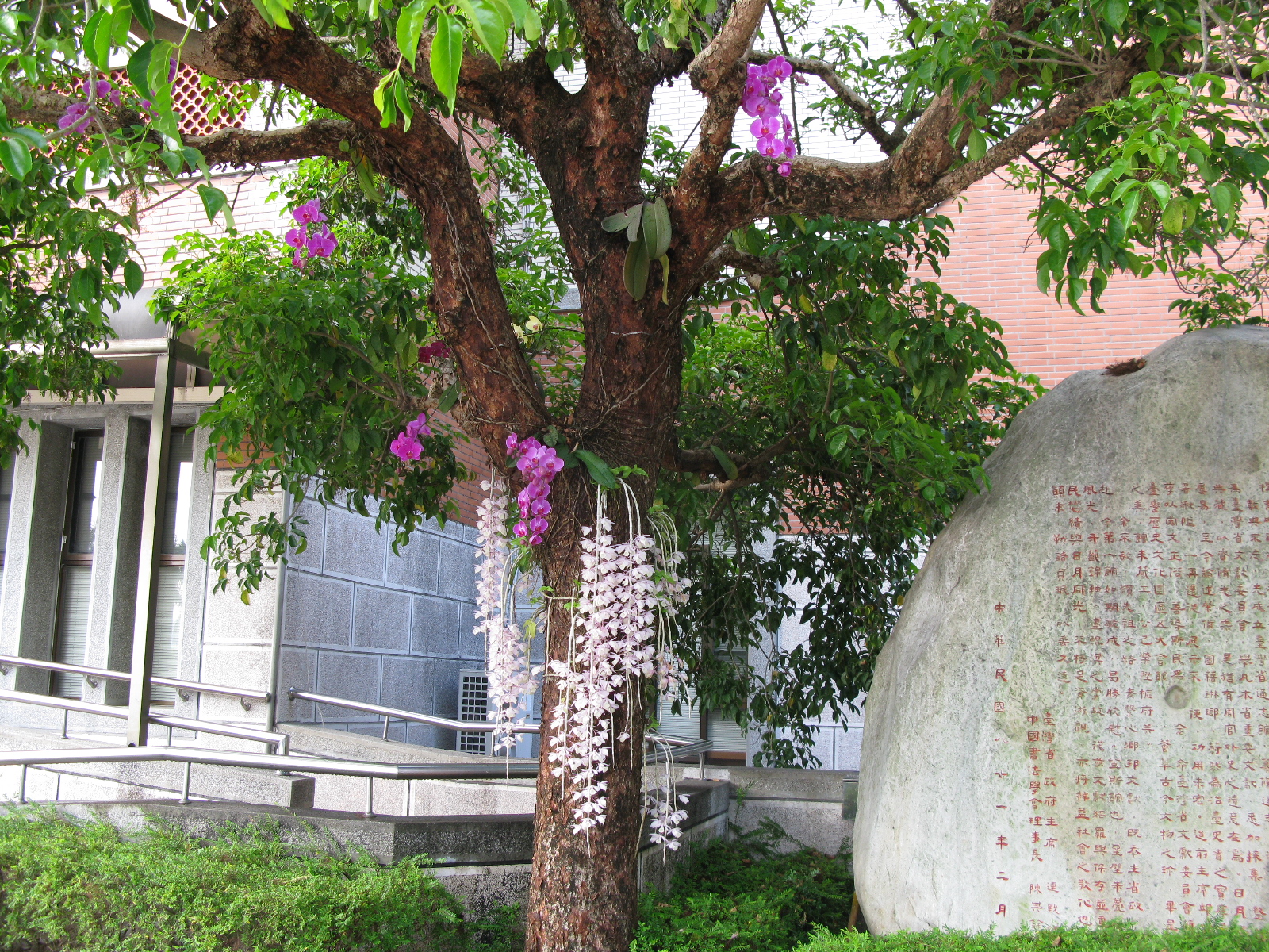 日麗參差影，風傳輕重香-園區綻放蝴蝶蘭