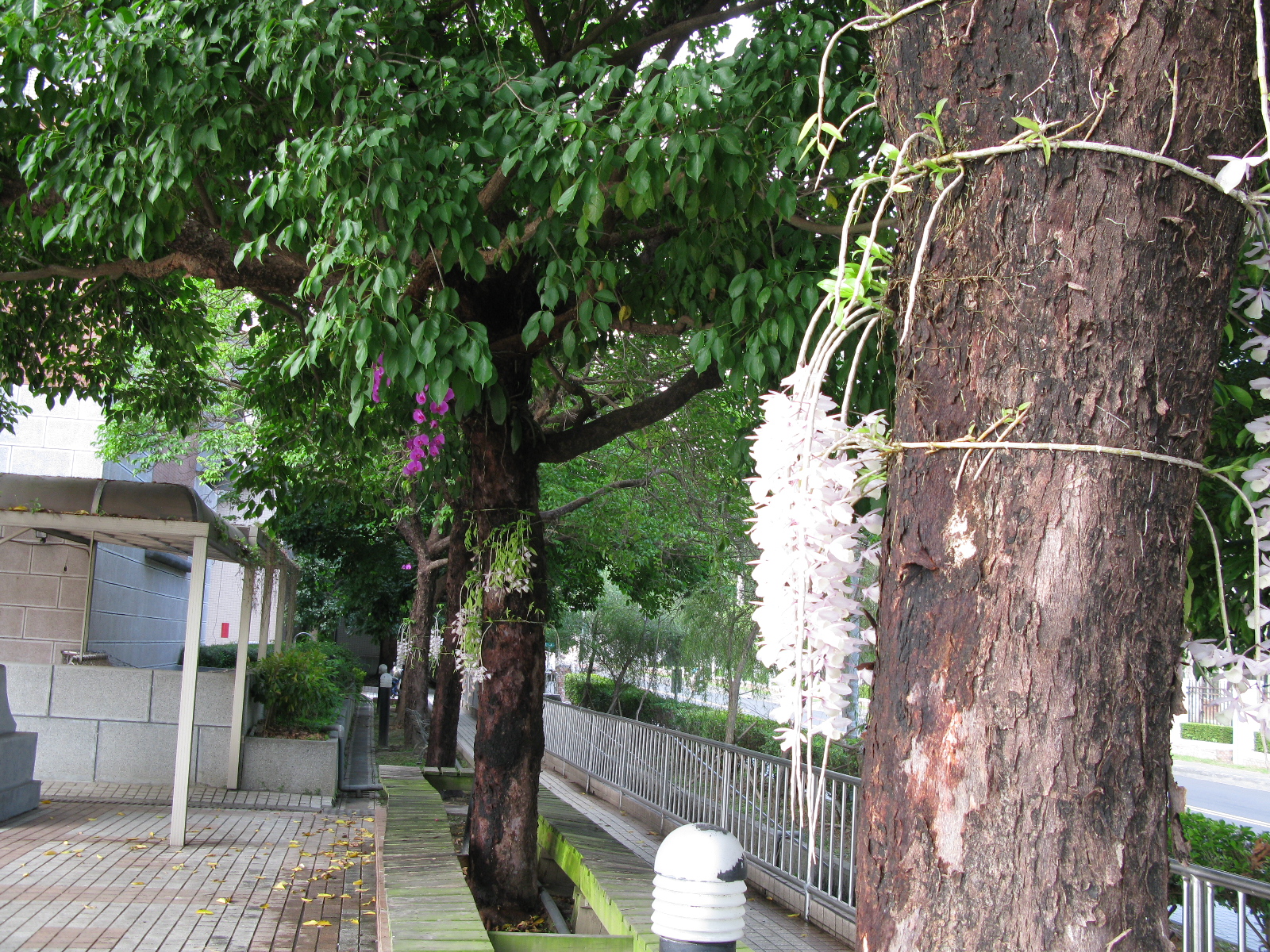 婀娜花姿碧葉長，風來難隱園中香-園區一偶之一