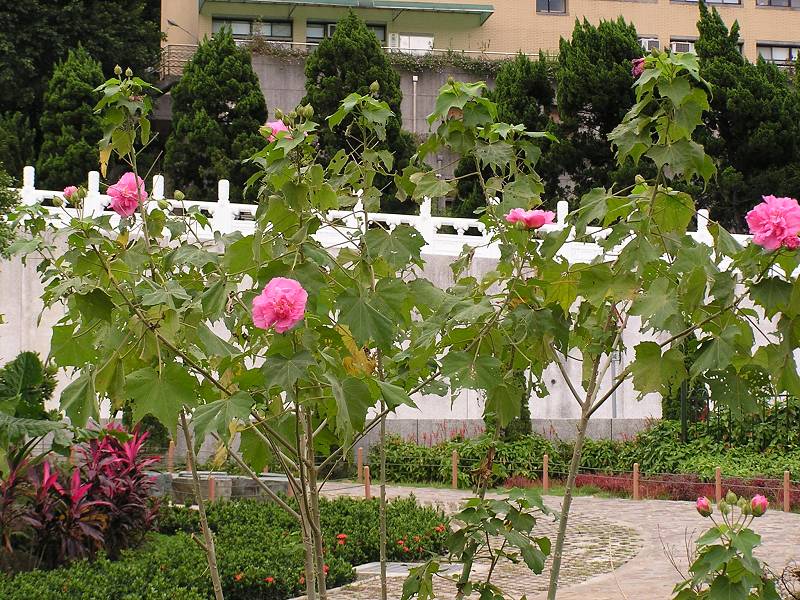 圖9：國立故宮博物院至善園中的複瓣芙蓉花(筆者 攝於臺北故宮)